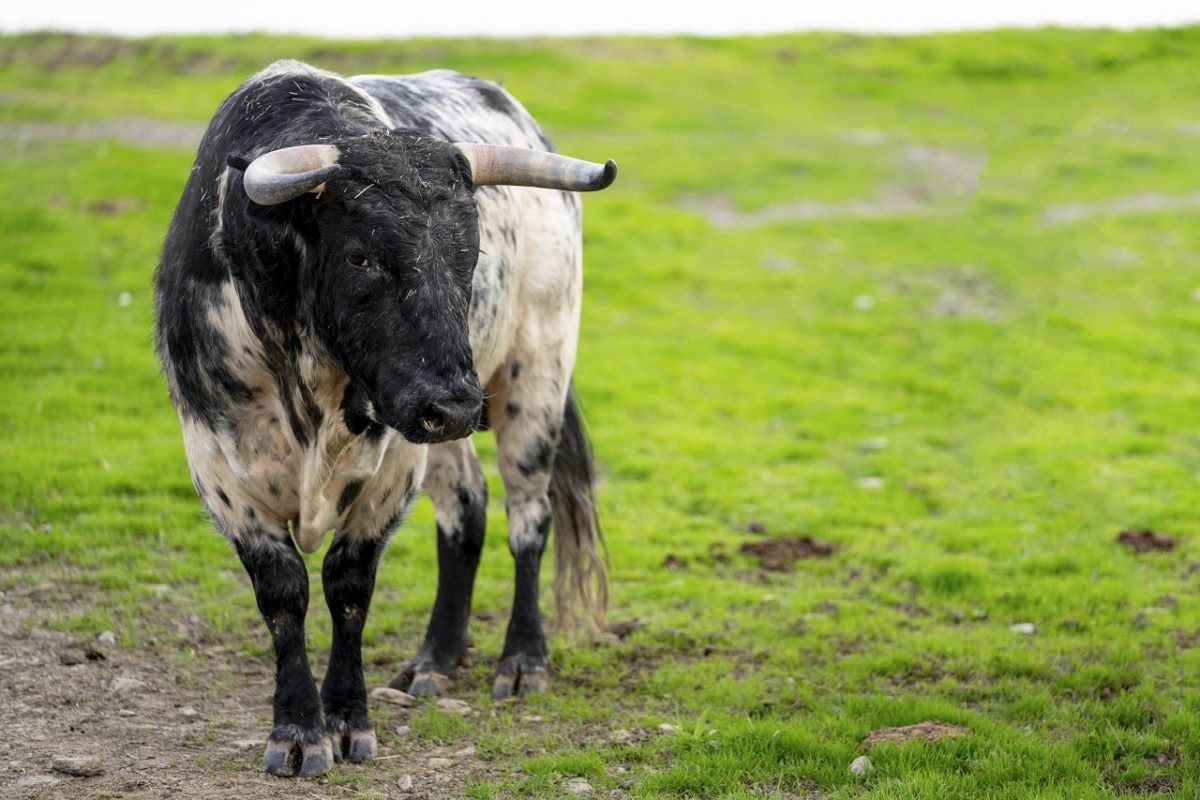 ganaderia-toro-bravo-lujo-exclusividad (6)-min