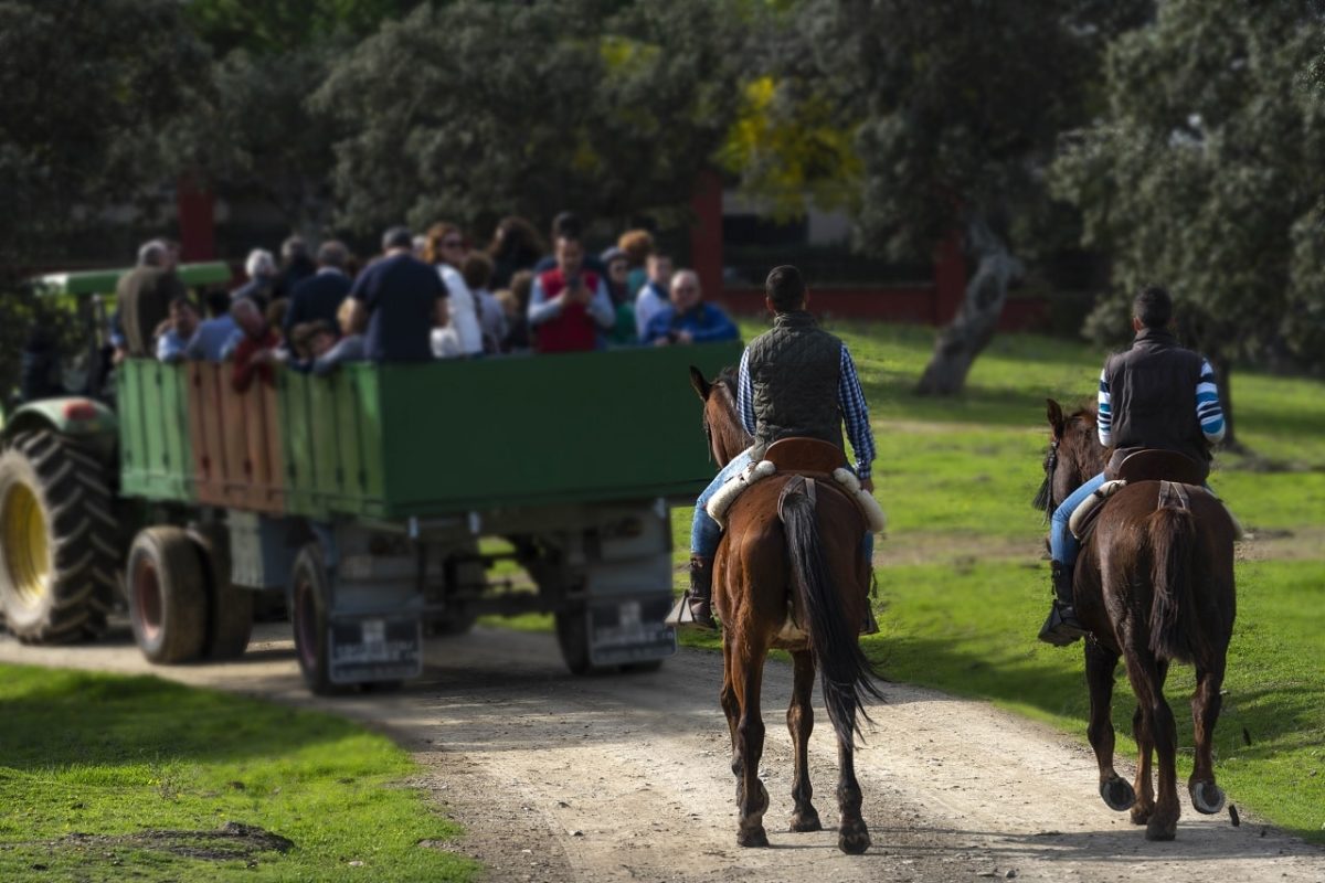 ganaderia-toro-bravo-lujo-exclusividad (6)-min