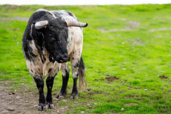 Finca El Cubo. Novillo burraco en campo