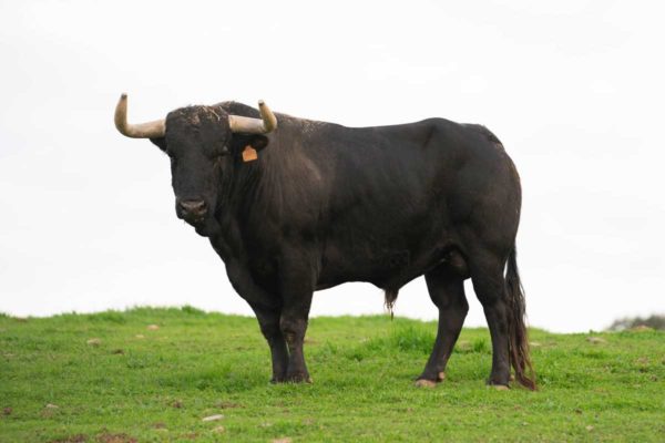 Finca El Cubo. Novillo bravo enfundado para corrida