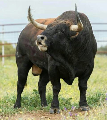 Finca El Cubo. Toro bravo castaño astifino