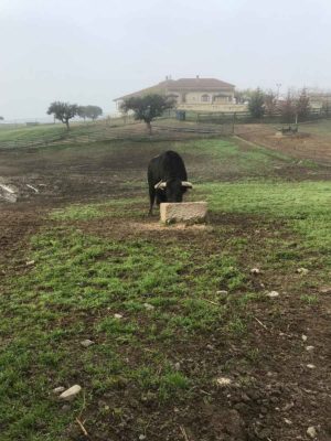 Finca El Cubo. Toro comiendo en el campo
