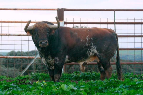 Finca El Cubo. Toro burraco castaño