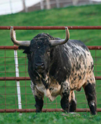 Finca El Cubo. Toro burraco con funda